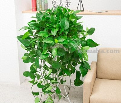 🌿 系列文第5期：病床边养花·绿萝养护篇（可直接发布） - 今日头条