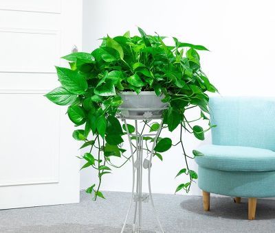 🌿 系列文第5期：病床边养花·绿萝养护篇（可直接发布） - 图画吧TUHUABA