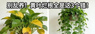 养绿萝总黄叶烂根？记住3个诀窍，新手也能养得爬满墙 - 今日头条