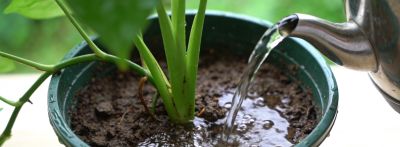 养绿萝总黄叶烂根？记住3个诀窍，新手也能养得爬满墙 - 图画吧TUHUABA