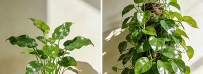 养绿萝总黄叶烂根？记住3个诀窍，新手也能养得爬满墙 - 图画吧TUHUABA