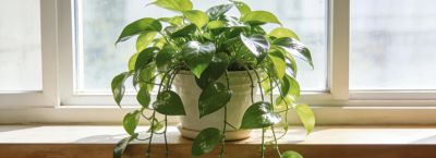 养绿萝总黄叶烂根？记住3个诀窍，新手也能养得爬满墙 - 图画吧TUHUABA