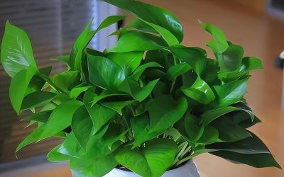 4月绿萝养护指南：焕发生机正当时 - 图画吧TUHUABA