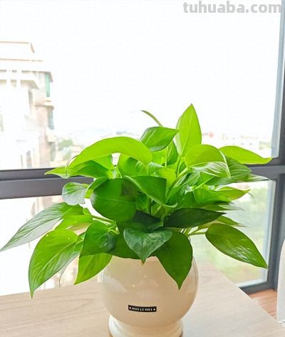 4月绿萝养护指南：焕发生机正当时 - 今日头条