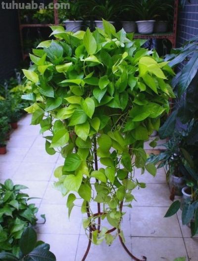 4月绿萝养护指南：焕发生机正当时 - 图画吧TUHUABA