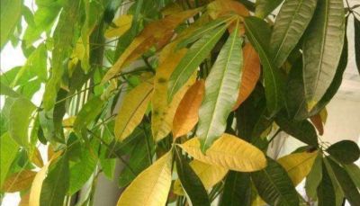 发财树烂根？3月这时候，手千万别痒！ - 今日头条