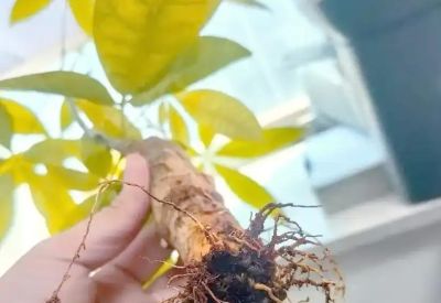 发财树烂根？3月这时候，手千万别痒！ - 图画吧TUHUABA