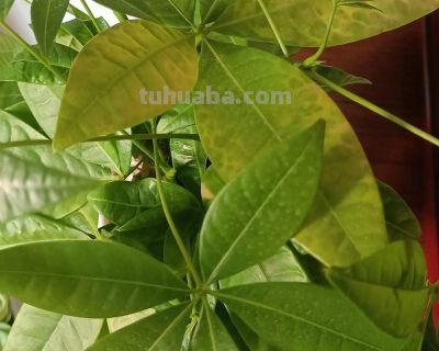 发财树烂根？3月这时候，手千万别痒！ - 图画吧TUHUABA