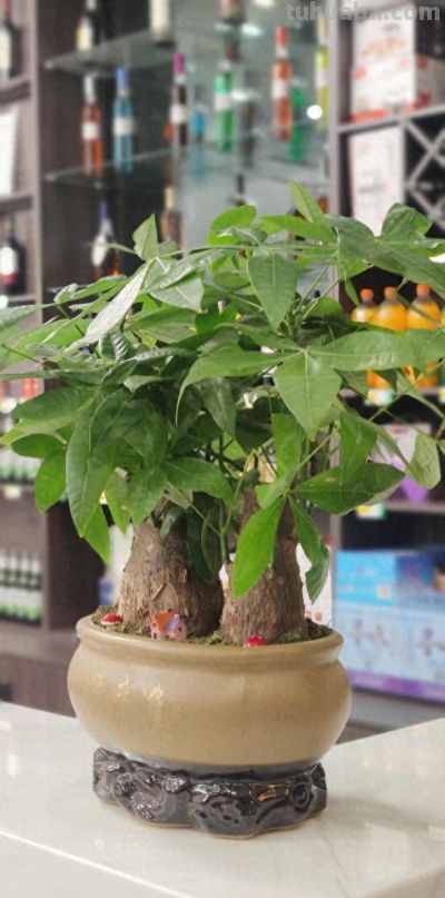 春天发财树新枝细得站不住？光照差也能救，3步养出壮枝 - 图画吧TUHUABA