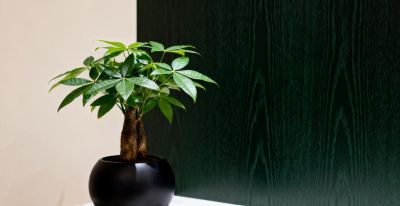 春天发财树新枝细得站不住？光照差也能救，3步养出壮枝 - 图画吧TUHUABA