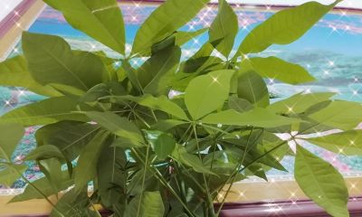 春天发财树新枝细得站不住？光照差也能救，3步养出壮枝 - 图画吧TUHUABA