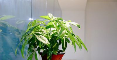 春天发财树新枝细得站不住？光照差也能救，3步养出壮枝 - 图画吧TUHUABA