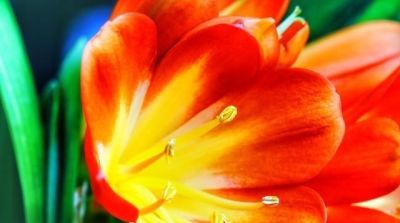 养花别再乱晒太阳！这4种花越晒死越快，阴着养才爆盆 - 图画吧TUHUABA