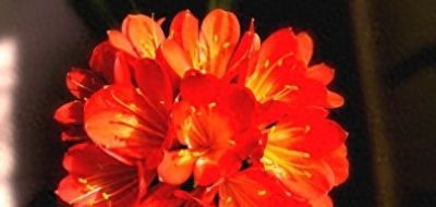 养花别再乱晒太阳！这4种花越晒死越快，阴着养才爆盆 - 今日头条