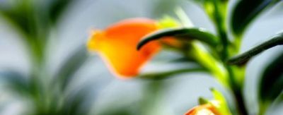 养花别再乱晒太阳！这4种花越晒死越快，阴着养才爆盆 - 图画吧TUHUABA