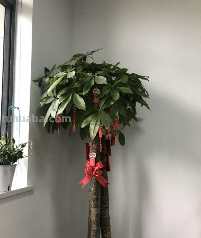 春天养发财树，避开这2个坑，不徒长、不黄叶，长势猛还整齐 - 今日头条