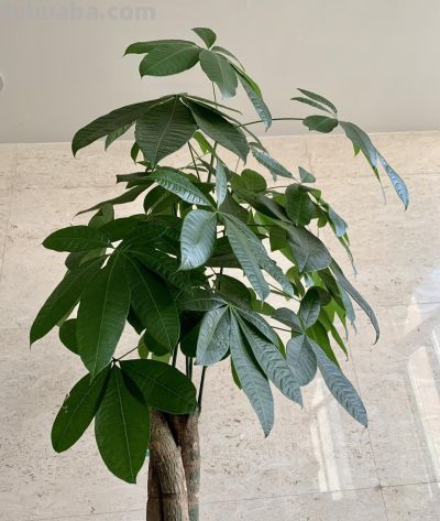 春天养发财树，避开这2个坑，不徒长、不黄叶，长势猛还整齐 - 图画吧TUHUABA