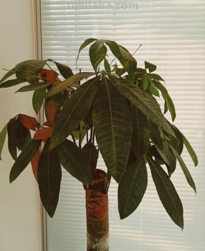 春天养发财树，避开这2个坑，不徒长、不黄叶，长势猛还整齐 - 图画吧TUHUABA