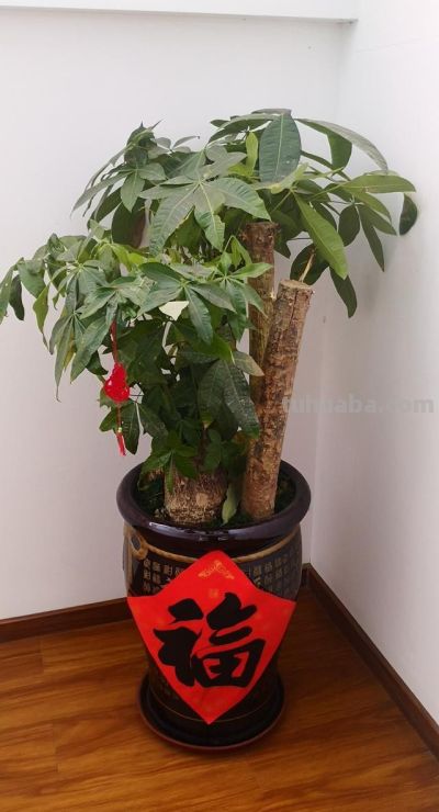 春天养发财树，避开这2个坑，不徒长、不黄叶，长势猛还整齐 - 图画吧TUHUABA