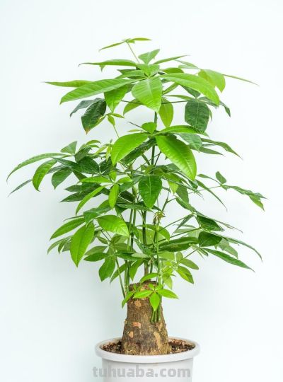春天养发财树，避开这2个坑，不徒长、不黄叶，长势猛还整齐 - 图画吧TUHUABA