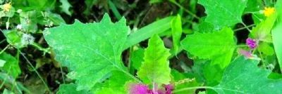 这5种蔬菜太省心，不用施肥，浇点水就疯长！​ - 今日头条