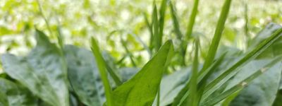 这5种蔬菜太省心，不用施肥，浇点水就疯长！​ - 图画吧TUHUABA