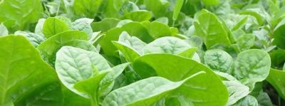 这5种蔬菜太省心，不用施肥，浇点水就疯长！​ - 图画吧TUHUABA