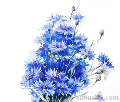 美哭的水彩画，感受春天的绚烂！ - 图画吧TUHUABA