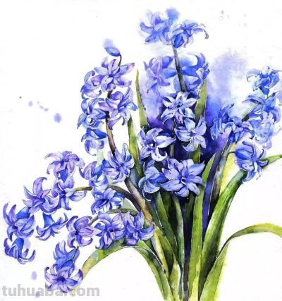 美哭的水彩画，感受春天的绚烂！ - 图画吧TUHUABA