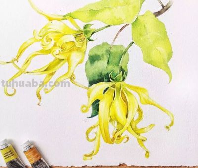 美哭的水彩画，感受春天的绚烂！ - 图画吧TUHUABA