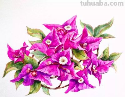 美哭的水彩画，感受春天的绚烂！ - 图画吧TUHUABA