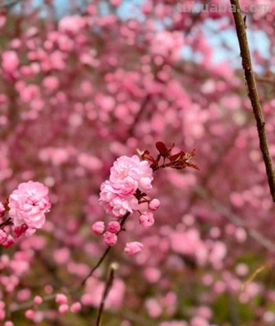 美图 | 春天的色彩 - 今日头条