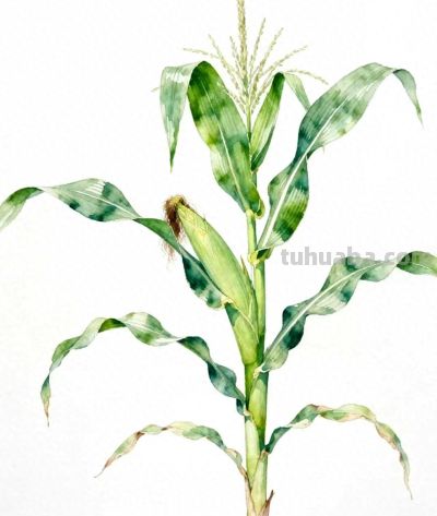 水彩画｜玉米 - 今日头条