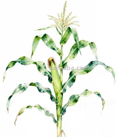 水彩画｜玉米 - 图画吧TUHUABA