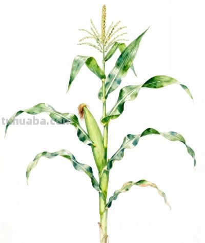 水彩画｜玉米 - 图画吧TUHUABA
