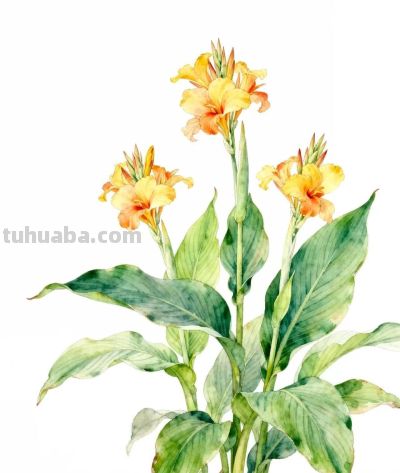 水彩画｜美人蕉 - 图画吧TUHUABA