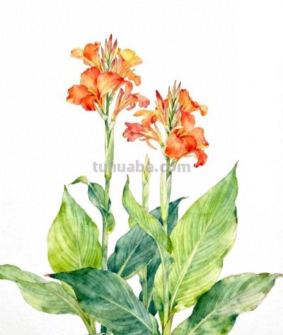 水彩画｜美人蕉 - 今日头条