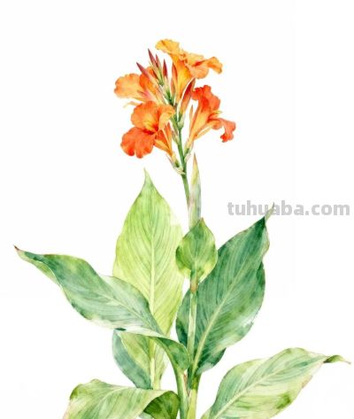 水彩画｜美人蕉 - 图画吧TUHUABA