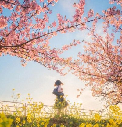 樱花季万能拍照技巧，轻松拍出高级感，粉嫩诗意有氛围 - 今日头条