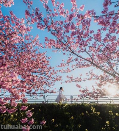 樱花季万能拍照技巧，轻松拍出高级感，粉嫩诗意有氛围 - 图画吧TUHUABA