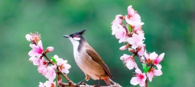 拍春天风景别乱拍！5个构图技巧，摄影新手也能拍出美景 - 图画吧TUHUABA