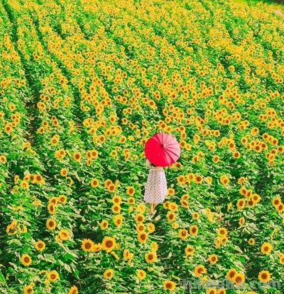 拍春天风景别乱拍！5个构图技巧，摄影新手也能拍出美景 - 图画吧TUHUABA