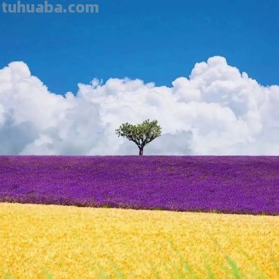 拍春天风景别乱拍！5个构图技巧，摄影新手也能拍出美景 - 图画吧TUHUABA