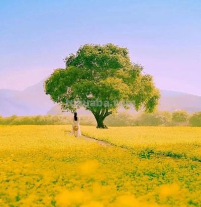 拍春天风景别乱拍！5个构图技巧，摄影新手也能拍出美景 - 图画吧TUHUABA