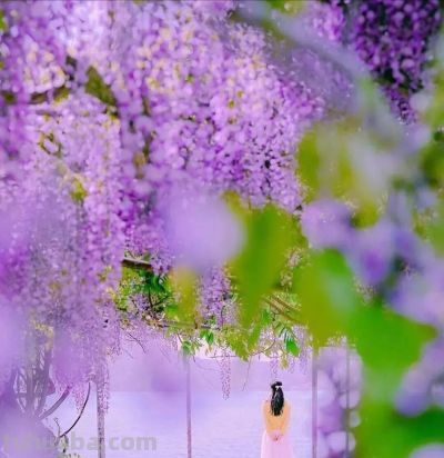 拍春天风景别乱拍！5个构图技巧，摄影新手也能拍出美景 - 图画吧TUHUABA