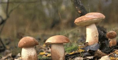 昆明滇圣草农业：菌包种植的常见品类与家庭种植注意事项 - 今日头条