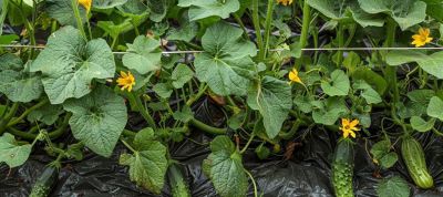 家庭种植别光想到用肥料，家里经常剩下的东西，都是种菜的宝贝 - 今日头条