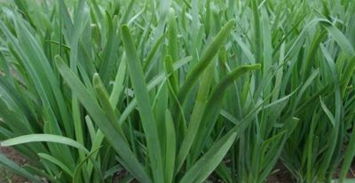 家庭种植别光想到用肥料，家里经常剩下的东西，都是种菜的宝贝 - 图画吧TUHUABA