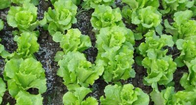 家庭种植别光想到用肥料，家里经常剩下的东西，都是种菜的宝贝 - 图画吧TUHUABA