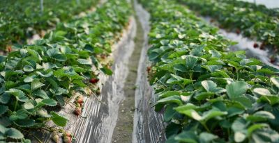 家庭种植别光想到用肥料，家里经常剩下的东西，都是种菜的宝贝 - 图画吧TUHUABA